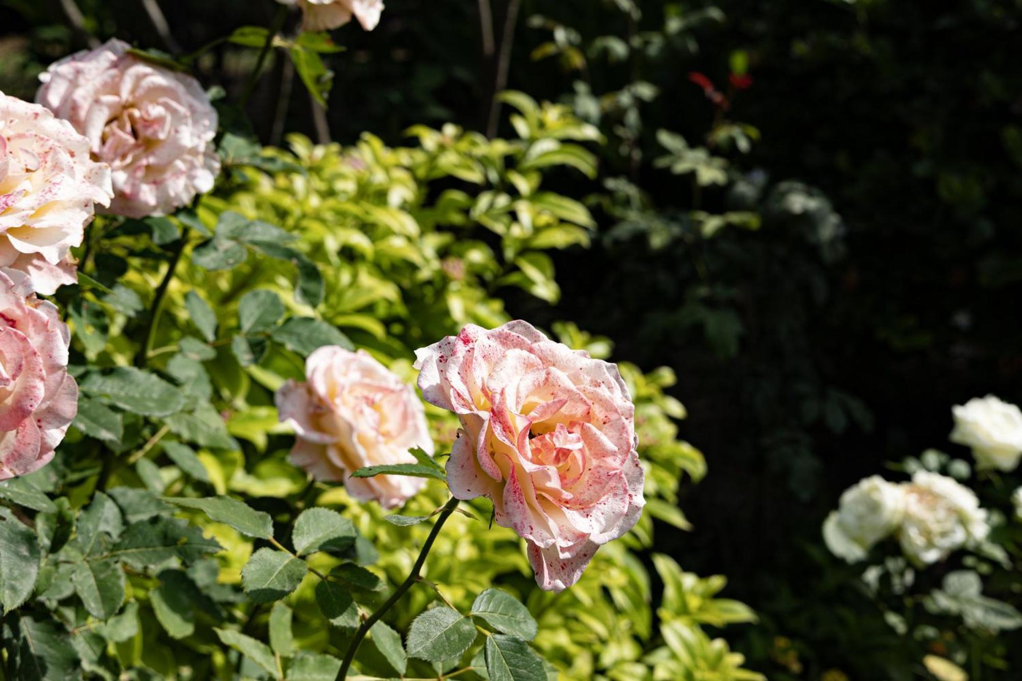 Villa Pampalone - B&B In Dimora Storica トラーパニ エクステリア 写真
